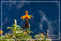 Canyon del Colca (120)