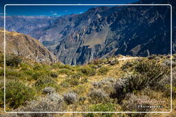 Canyon del Colca (121)