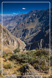 Canyon del Colca (123)