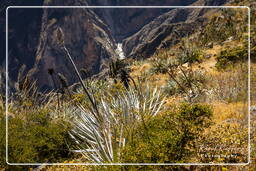 Canyon del Colca (129)