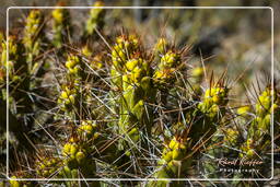 Canyon del Colca (135)