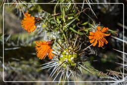 Canyon del Colca (143)