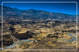 Canyon del Colca (158)