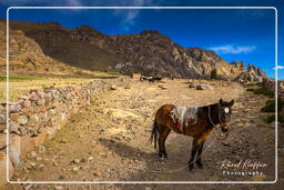 Canyon del Colca (177)