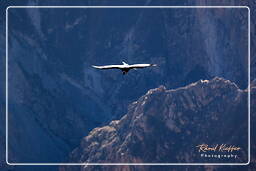 Andean condor, Cruz del Condor (92)