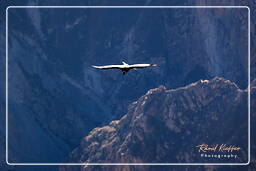 Cruz del Condor (92) Condor des Andes