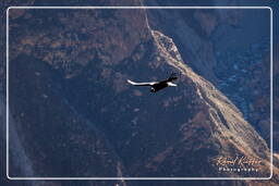 Andean condor, Cruz del Condor (94)