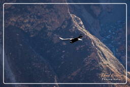 Cruz del Condor (94) Condor des Andes