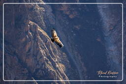 Andean condor, Cruz del Condor (107)