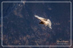 Cruz del Condor (116) Condor des Andes