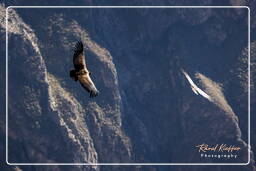 Cruz del Condor (121) Condor delle Ande