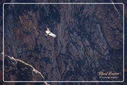 Cruz del Condor (130) Andean condor