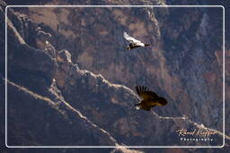 Andean condor, Cruz del Condor (143)