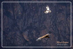 Cruz del Condor (145) Andean condor