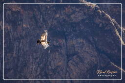 Cruz del Condor (148) Condor des Andes