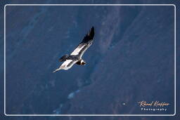 Cruz del Condor (155) Andean condor