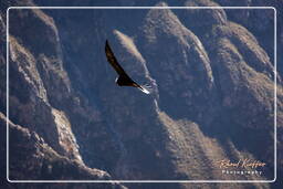 Cruz del Condor (161) Condor des Andes