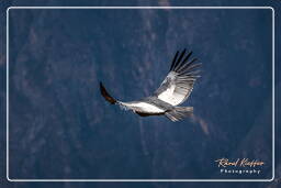 Cruz del Condor (166) Andean condor