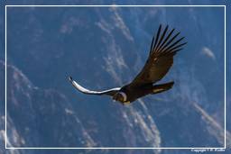 Cruz del Condor (171) Condor des Andes