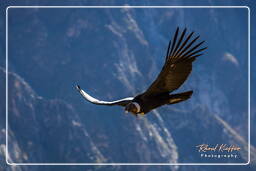 Cruz del Condor (171) Condor delle Ande