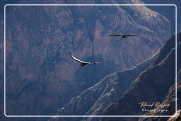 Cruz del Condor (176) Condor des Andes