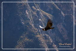 Cruz del Condor (178) Condor delle Ande