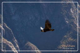 Andean condor, Cruz del Condor (179)
