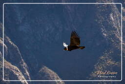 Cruz del Condor (179) Condor des Andes