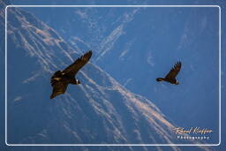 Cruz del Condor (191) Condor des Andes