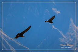 Cruz del Condor (193) Condor delle Ande