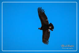 Cruz del Condor (199) Condor des Andes