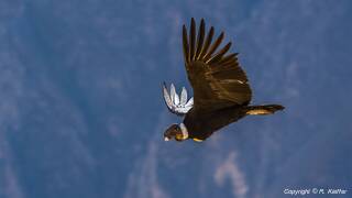 Cruz del Condor (204) Condor delle Ande