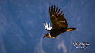 Cruz del Condor, Condor des Andes, Pérou