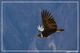 Cruz del Condor (204) Condor des Andes