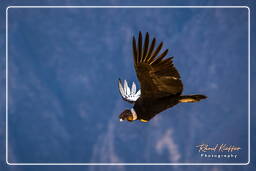 Cruz del Condor (204) Condor des Andes