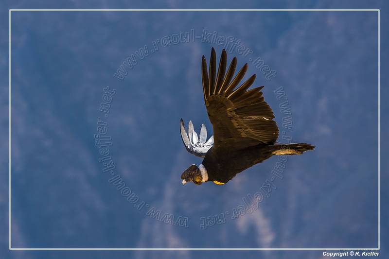 Cruz del Condor (204) Andean condor