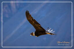 Andean condor, Cruz del Condor (206)