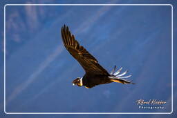 Cruz del Condor (206) Condor des Andes