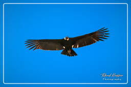 Cruz del Condor (211) Cóndor andino