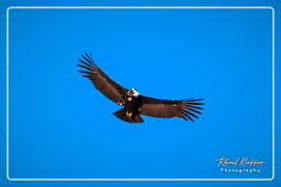 Cruz del Condor (215) Andean condor