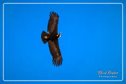 Andean condor, Cruz del Condor (217)