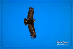 Cruz del Condor (217) Andean condor