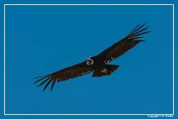 Cruz del Condor (221) Condor delle Ande