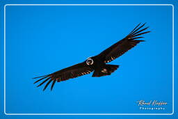 Cruz del Condor (221) Condor des Andes