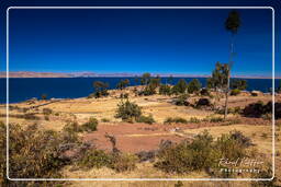 Isole degli Uro (2) Lago Titicaca