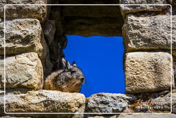 Machu Picchu (38)