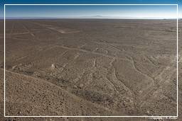 Nazca (8) Geoglyph - El Arbol