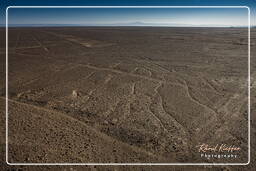 Nazca (8) Geoglyph - El Arbol