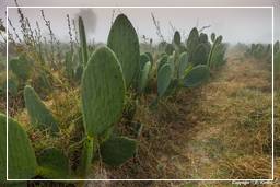 Nazca (53) Cacti (Opuntia cochenillifera)