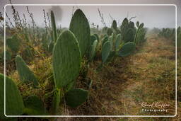 Nazca (53) Cactos (Opuntia cochenillifera)